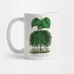 Camperdown Weeping Elm Tree Lithograph (1900) Mug